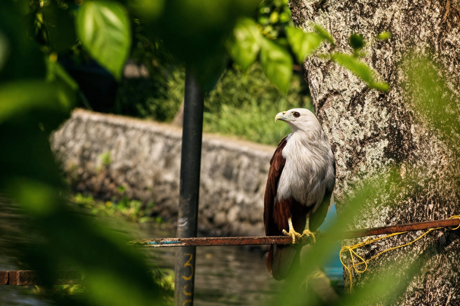 Wildlife surrounded by greenery